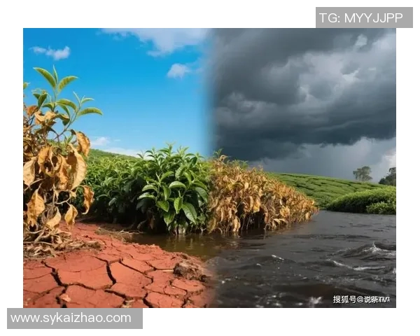 全球气候变化加剧极端天气事件，各国政府加强应对措施并呼吁国际合作